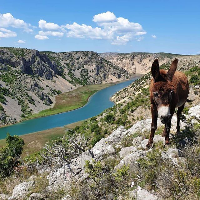 Ass on Velebit