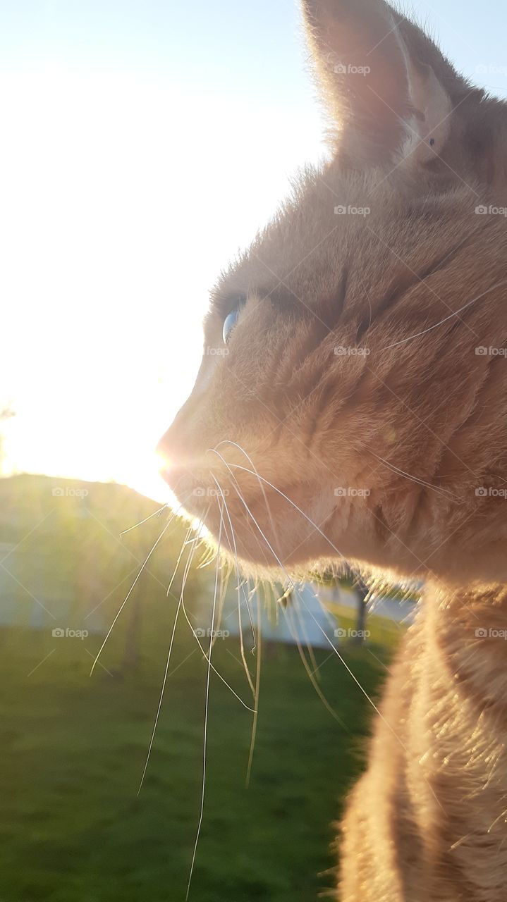 Sunny Kitty Nose