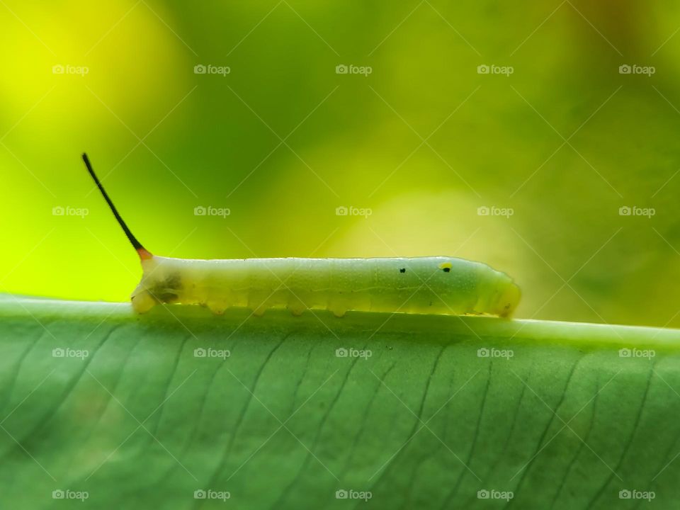 Tailed caterpillar.