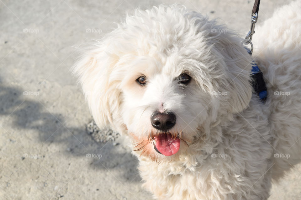 White Shaggy Dog
