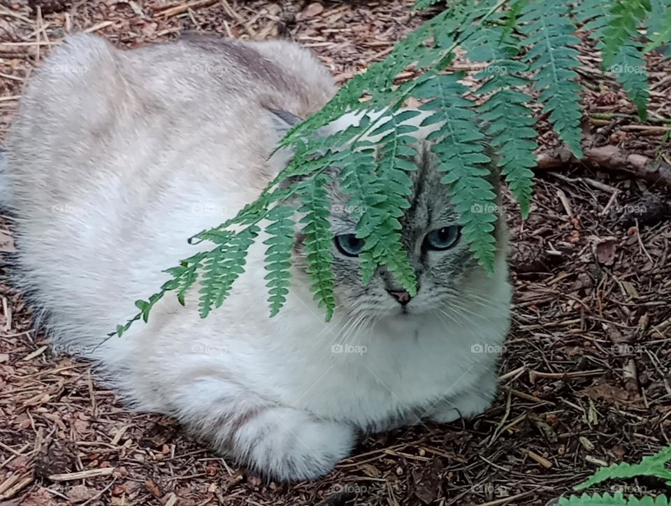 hiding behind the fern