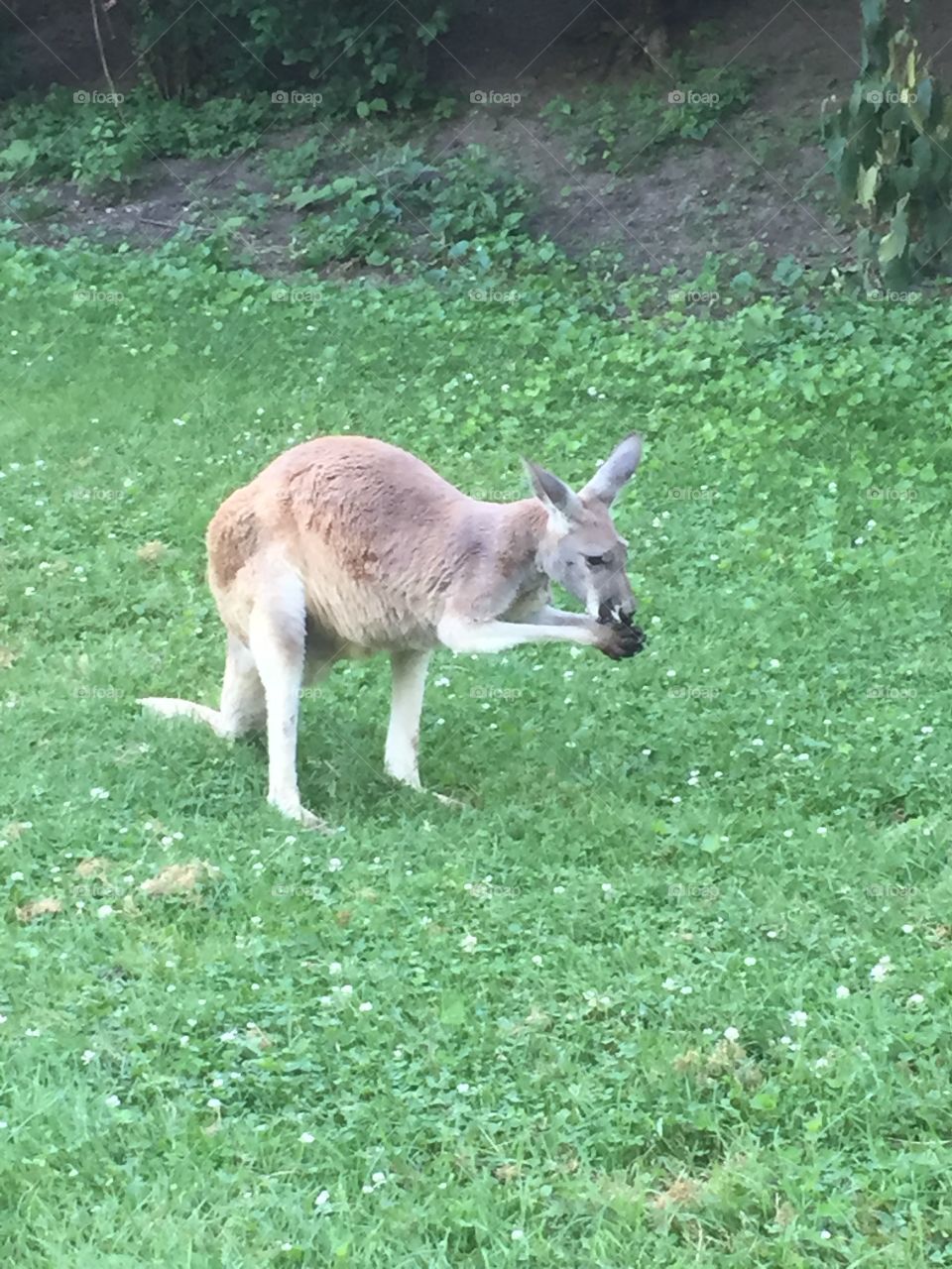 Zoo kangaroo