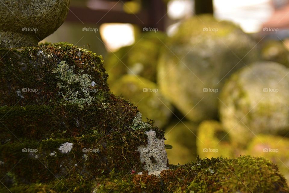 Moss On Tombstone