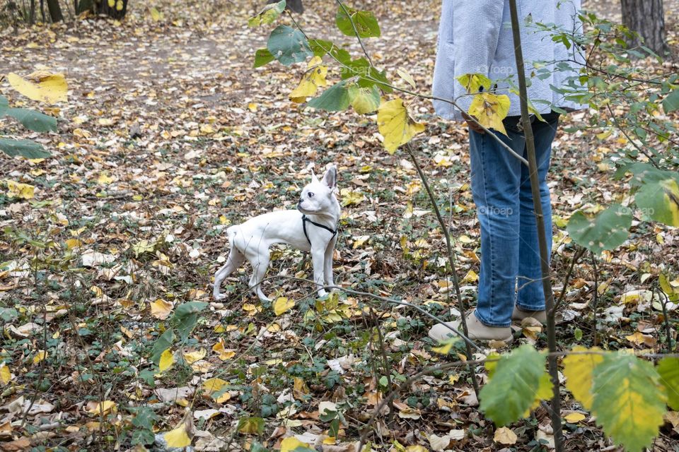 Dog and his owner at the park 