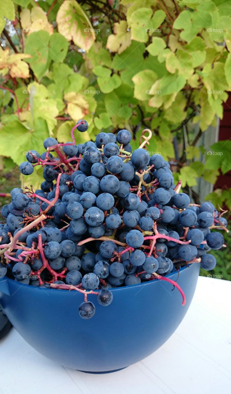Harvested grapes. Harvested grapes in a big bowl