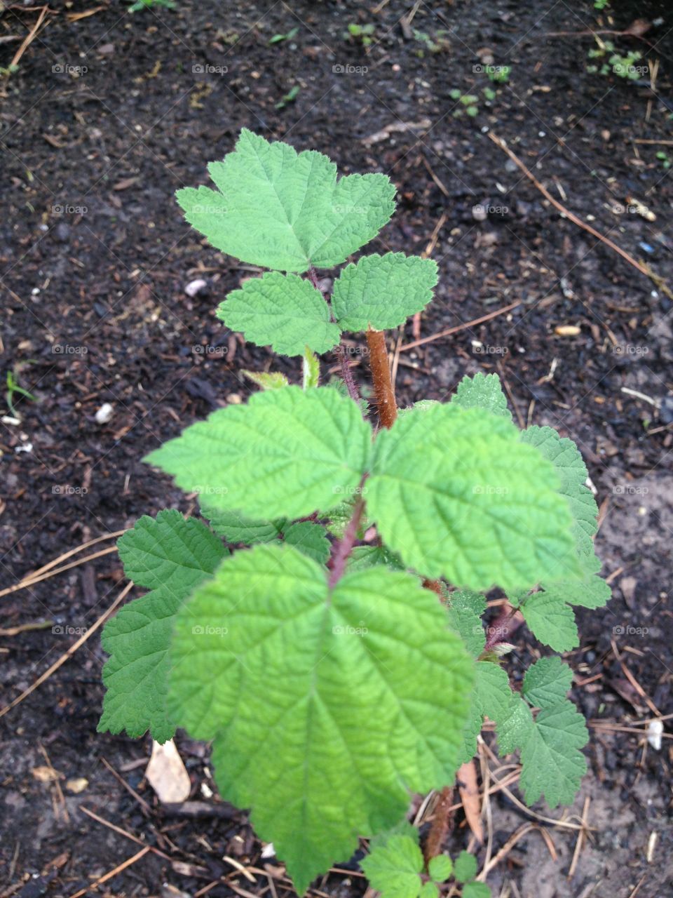 Spring raspberry plant