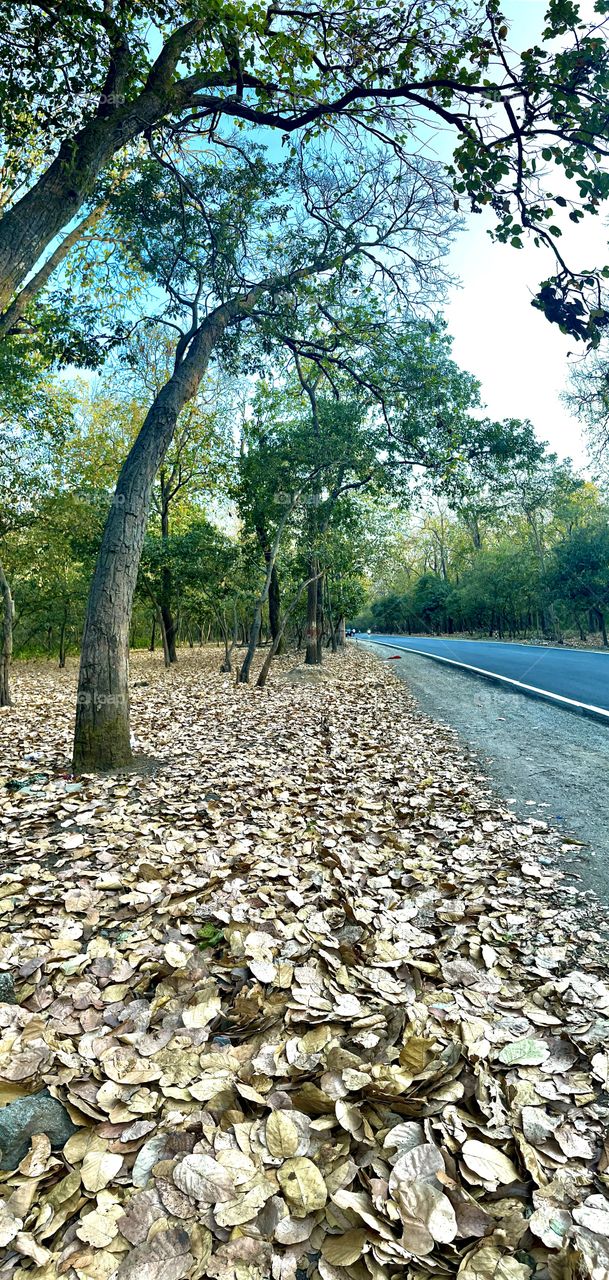 Miles to go before I sleep, miles to go before I sleep.....