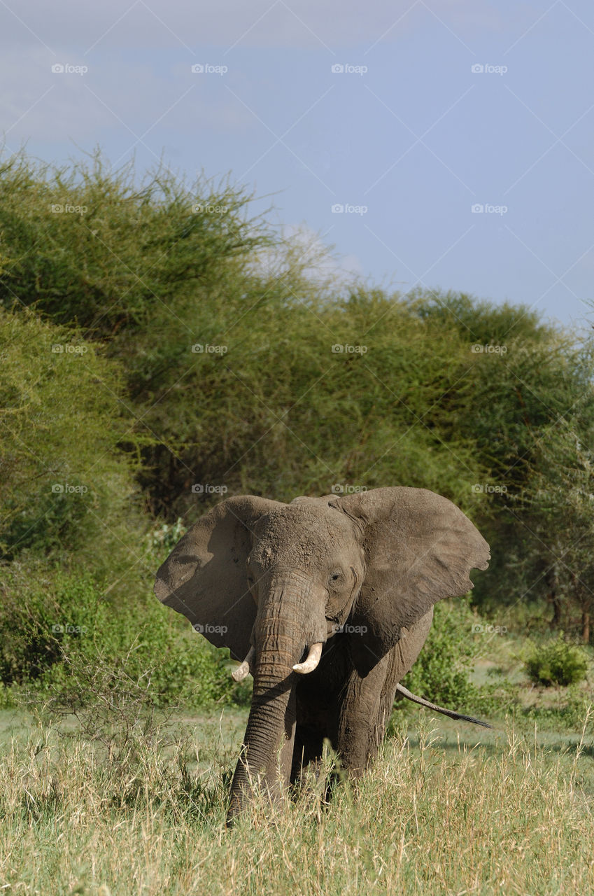 Elephant in Tanzania Africa