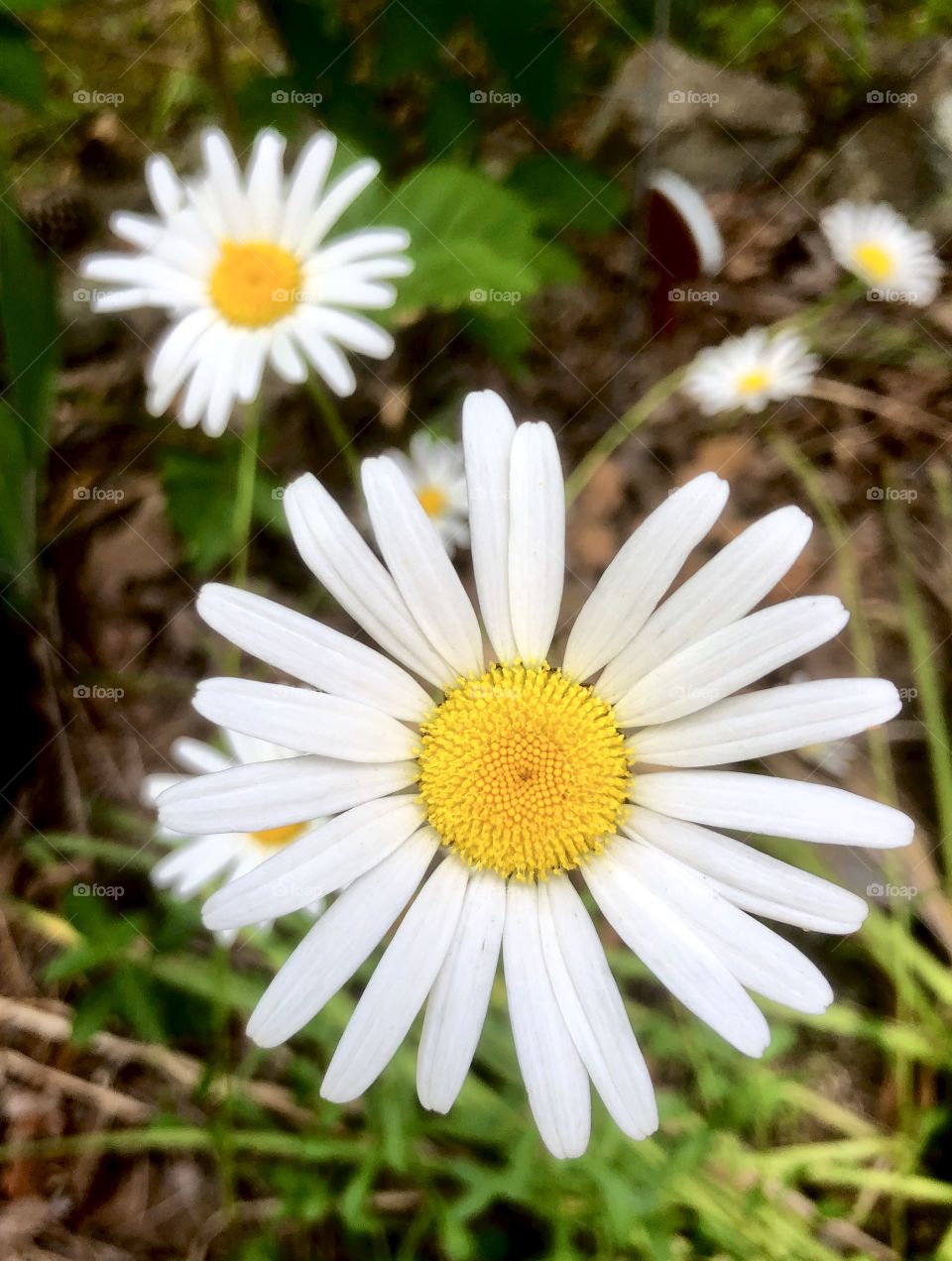 Closeup of white daisies 