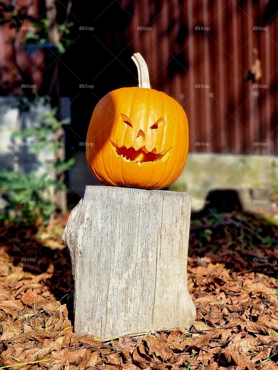 Halloween pumpkin