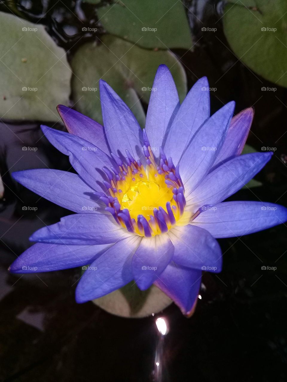 Purple water Lilly flower blooming in fish pond with flash at night