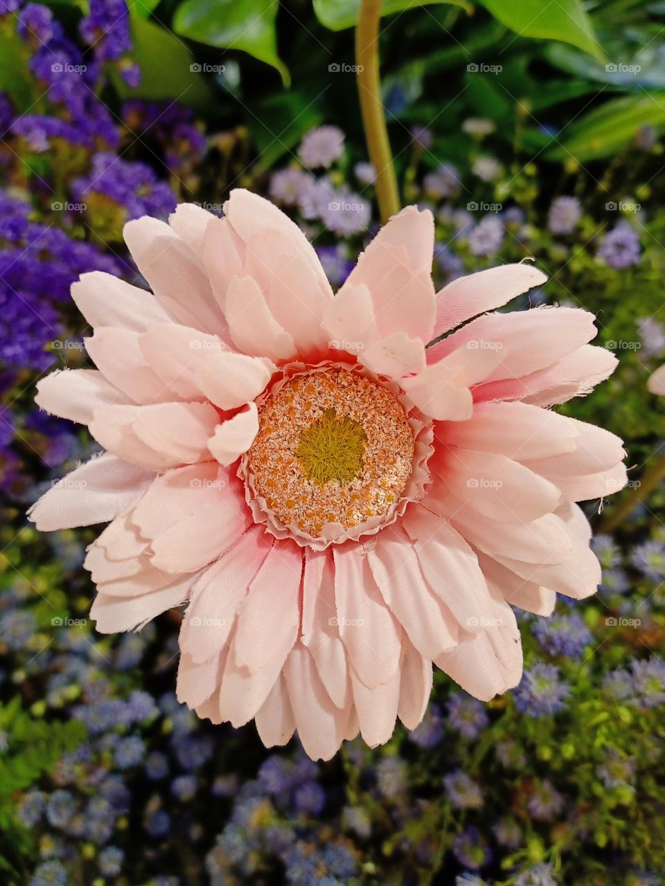 Beautiful flower