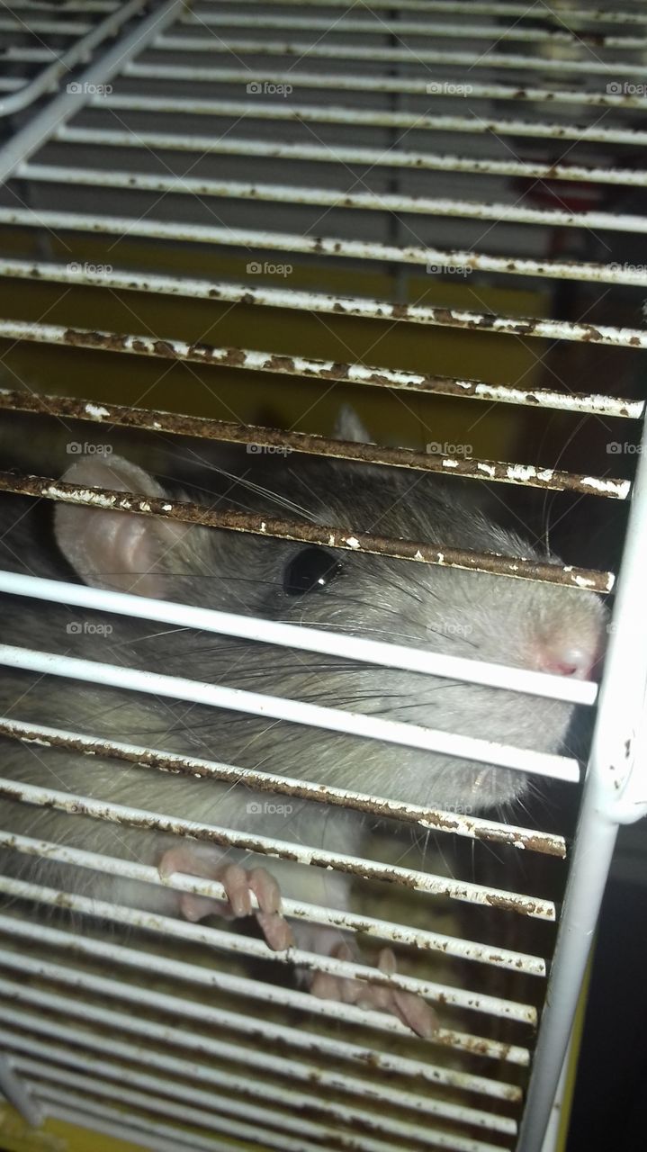 Rat