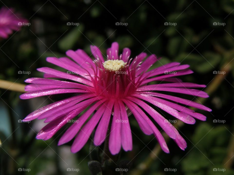 Close-up of pink flower