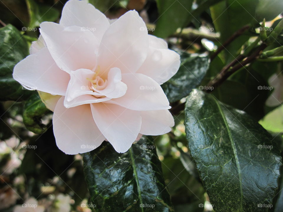 Flower, Leaf, Flora, Nature, Blooming