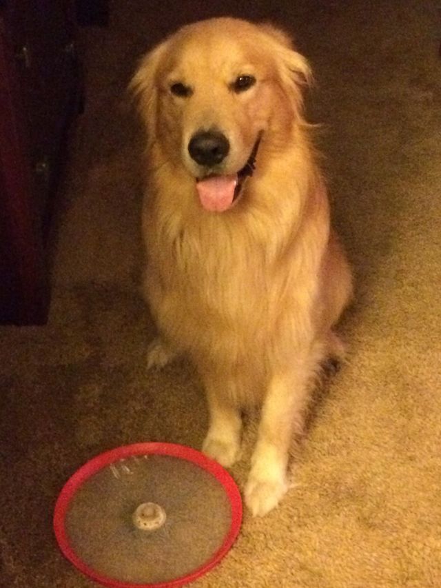 Frisbee Fun