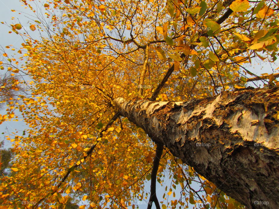 Beautiful autumn tree 