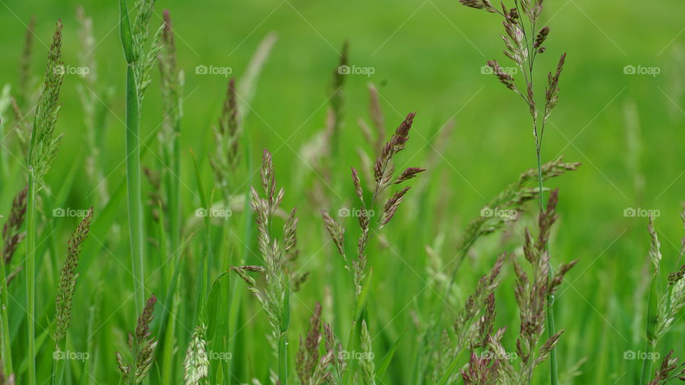 Grass during spring