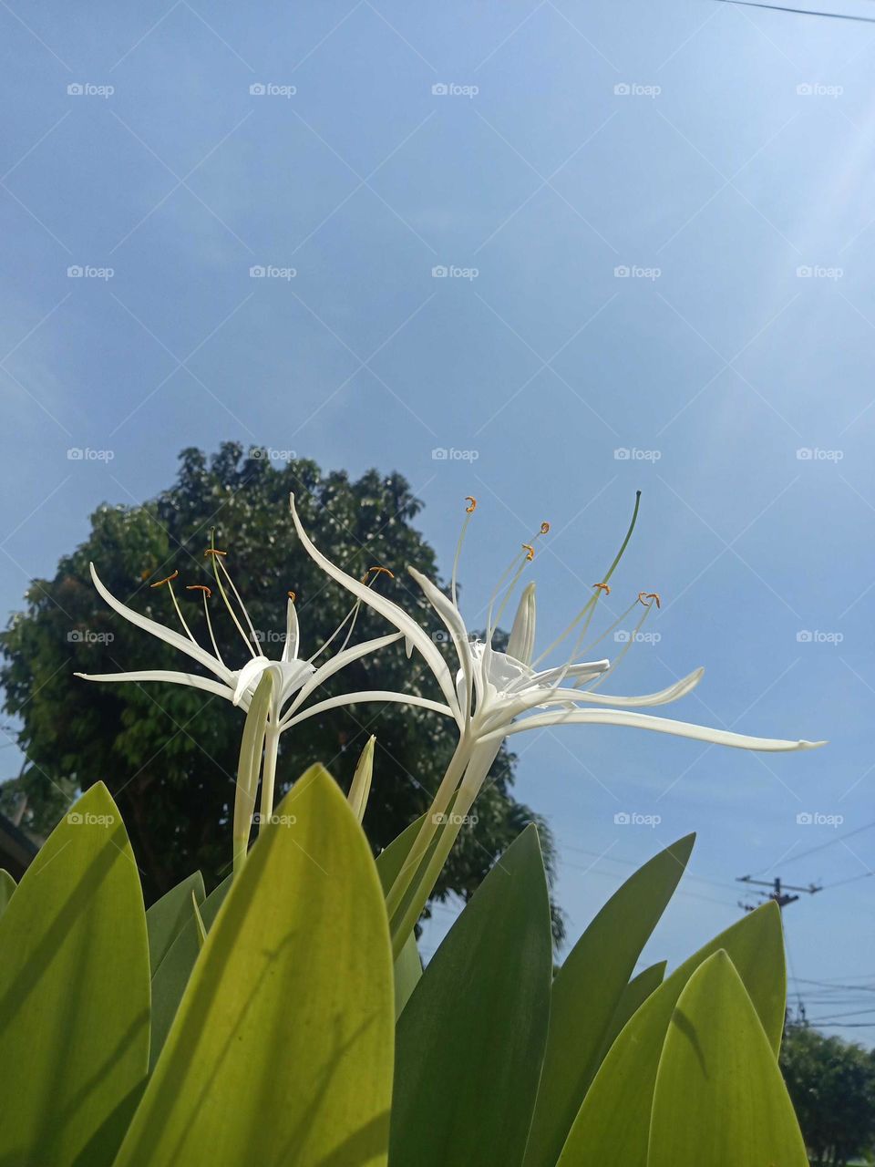 beach spider Lily