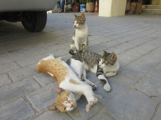 cats