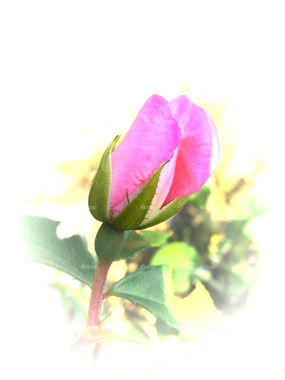 soft pink roses bud