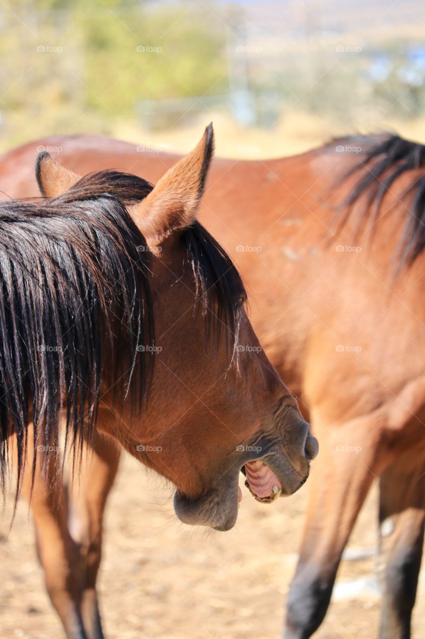Wild American Mustang Horse yawning
