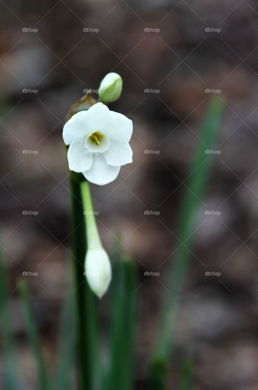 white flower blooming in December.