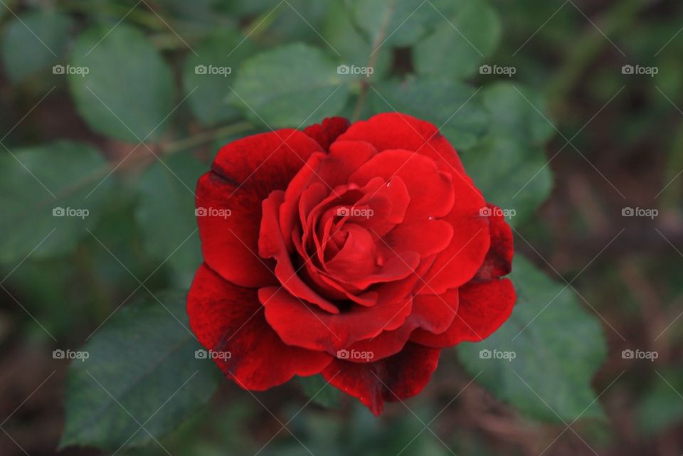 Beautiful deep red velvety rose