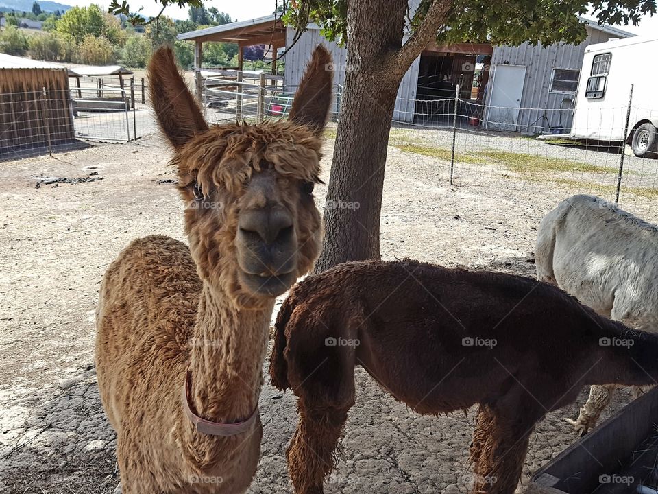 Close-up of cute alpaca