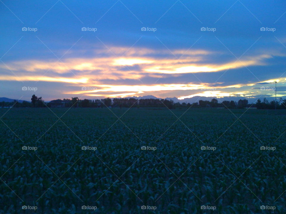 Corn Field Sunset
