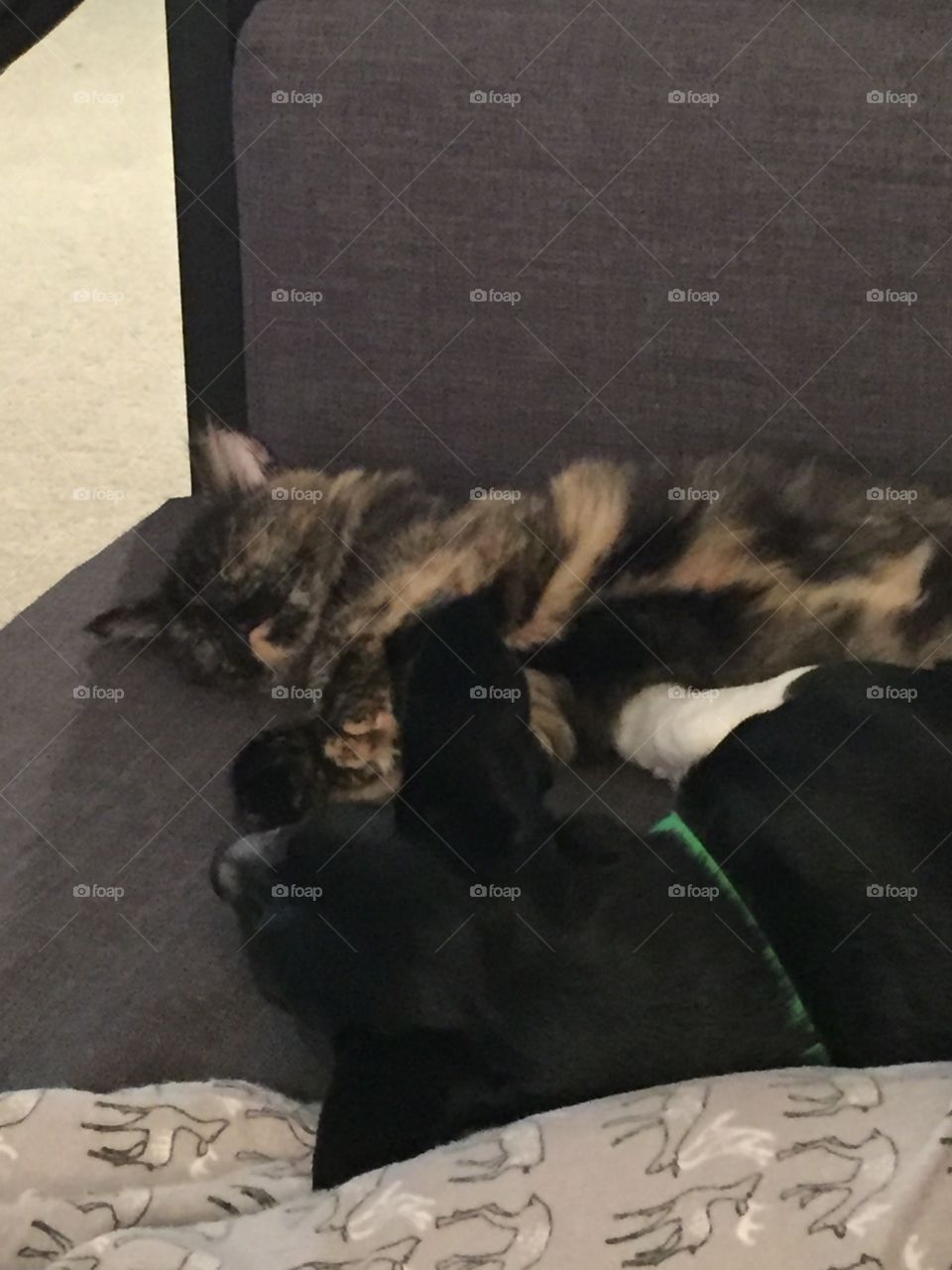 Bffs passed out on the couch being lazy 