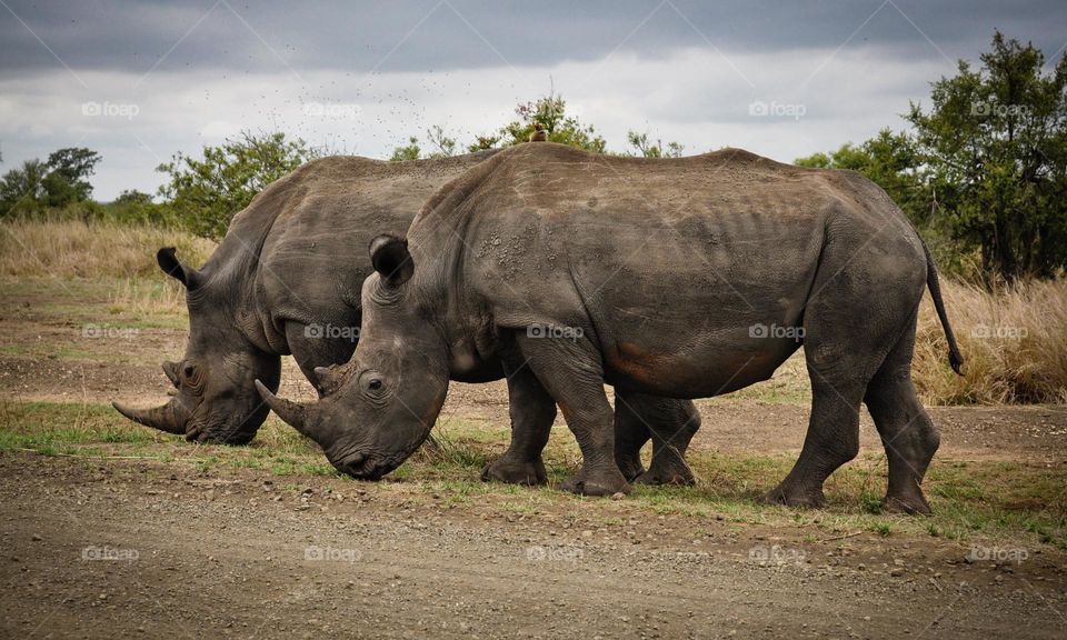 Great shot of two Rhinos.  All proceeds go towards the conservation of endangered species.