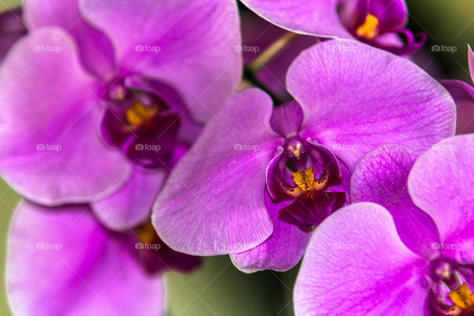 The beautiful Orchid