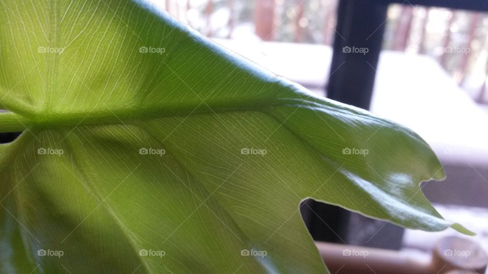 Just a big leaf
