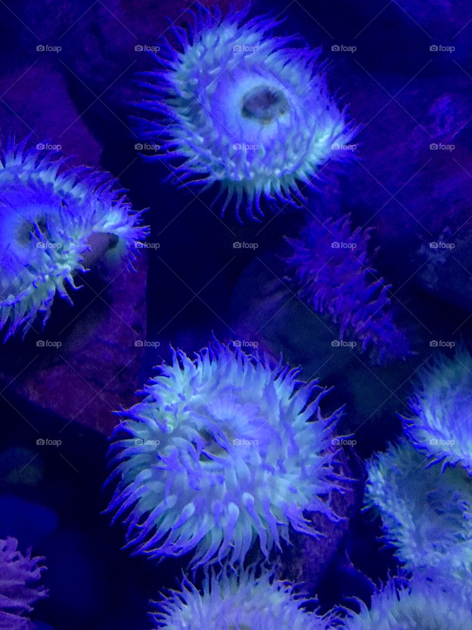 Glowing sea anemones living together peacefully