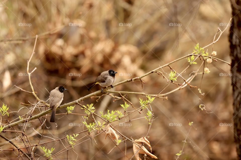bird, a bird species in Turkey