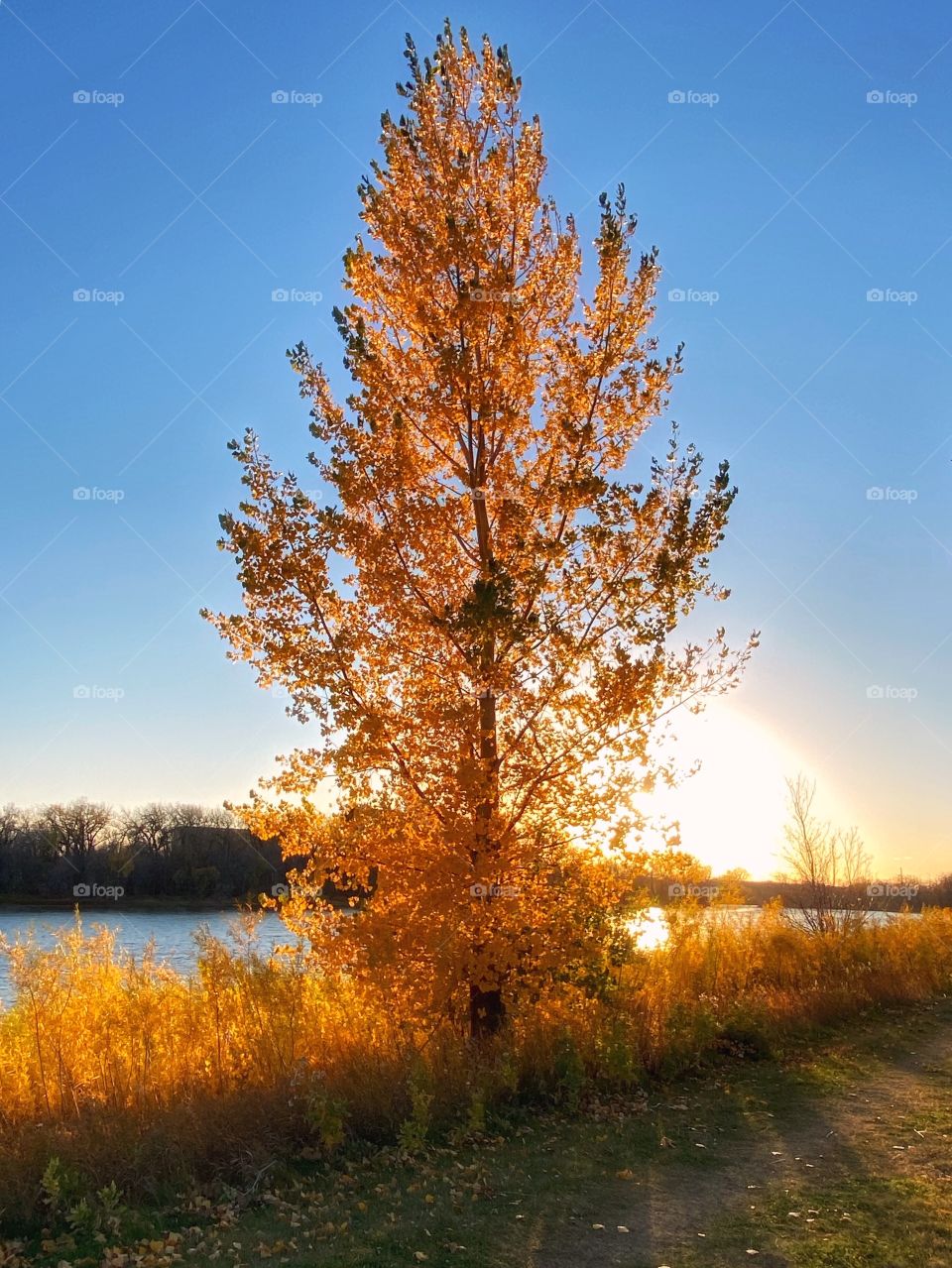 Tree at sunset