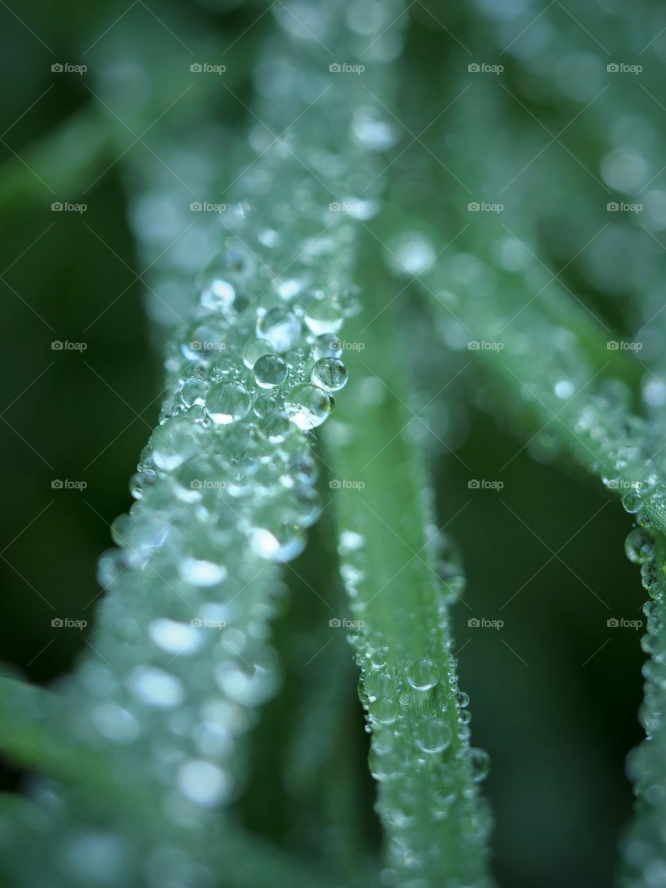 Raindrops