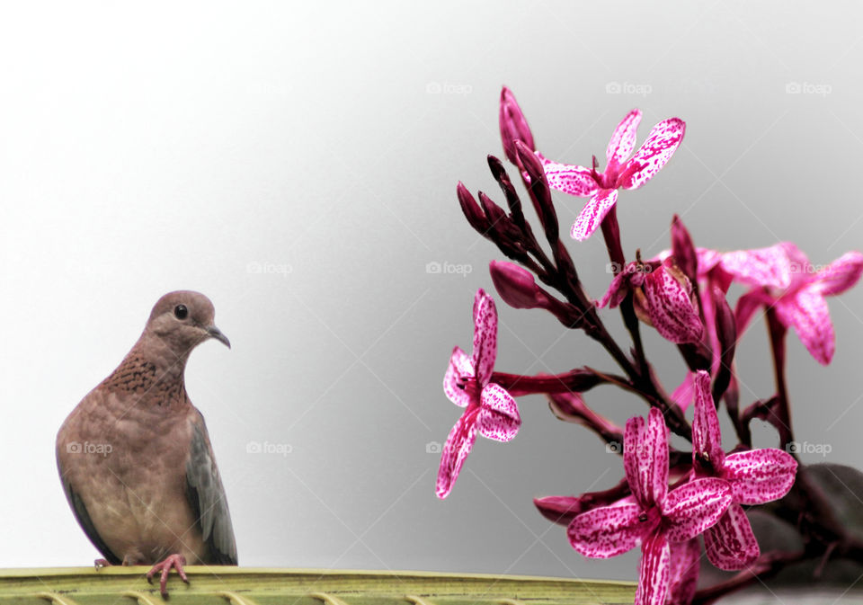 yyytropictropical brown dove mourning beside a blooming cherryt