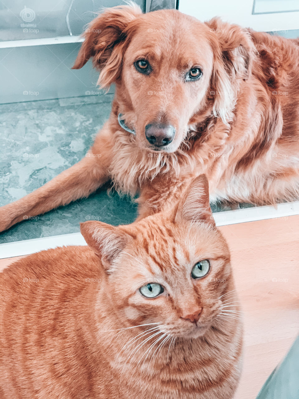 Portrait of a dog and a cat of the same color looking at camera 