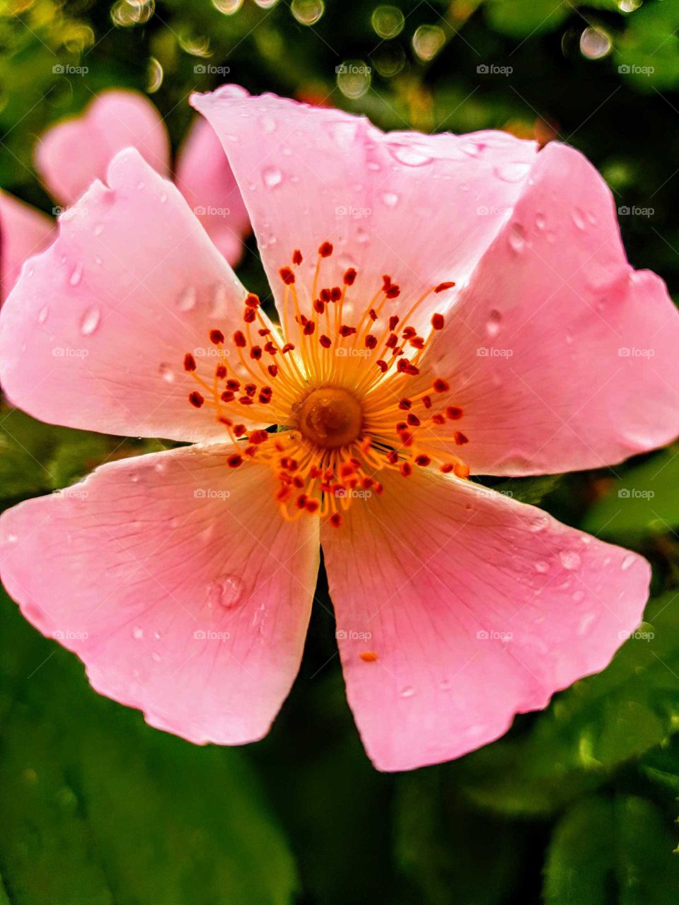 Rain drops on a wild rose