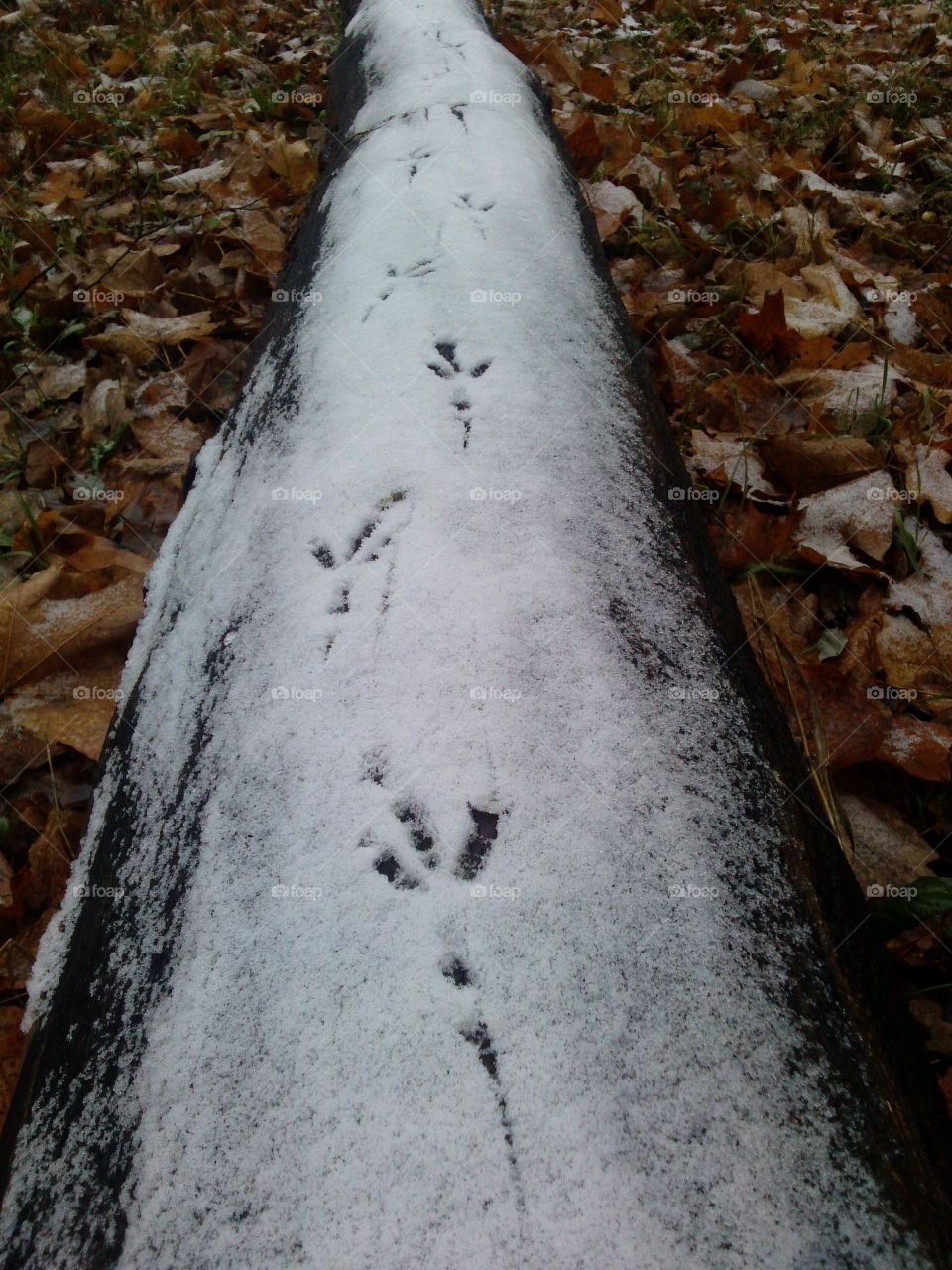 walking on the snow