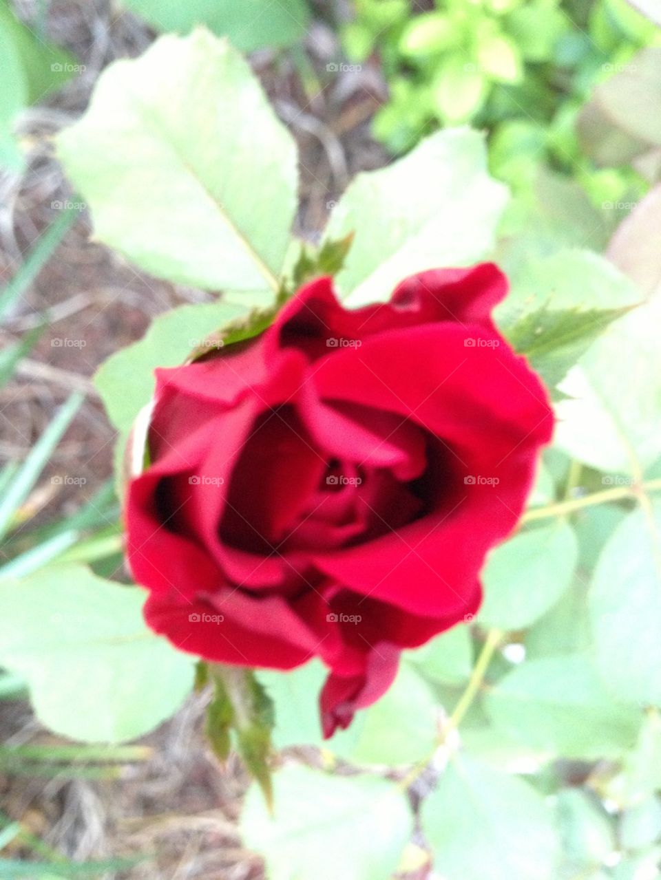 Red roses