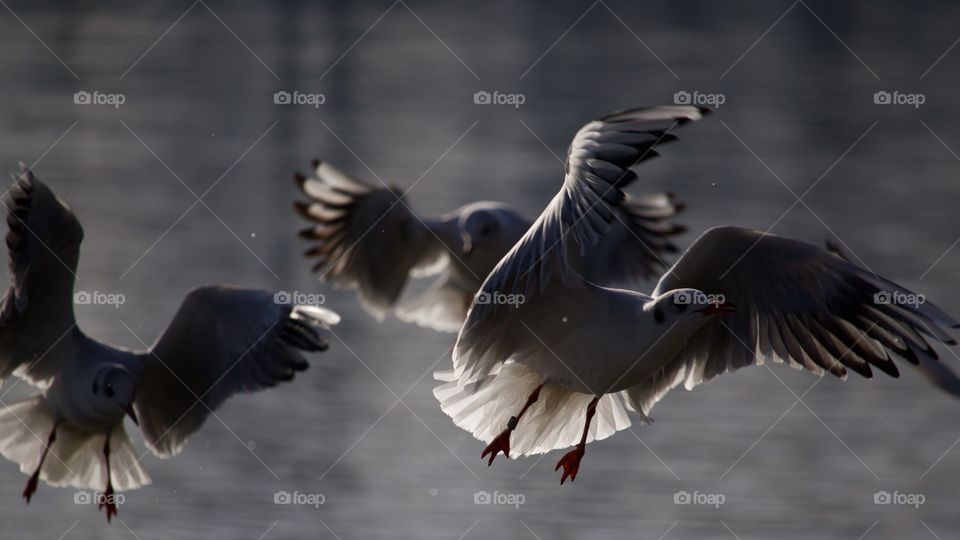 Close-up of flying seagulls