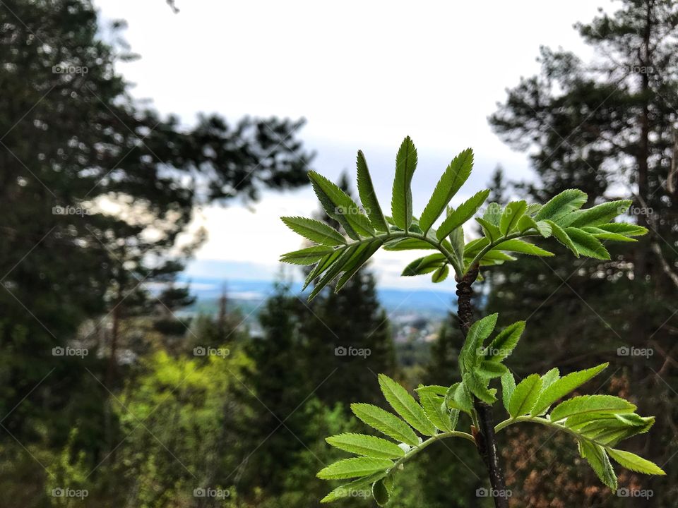 Wild vegetation 