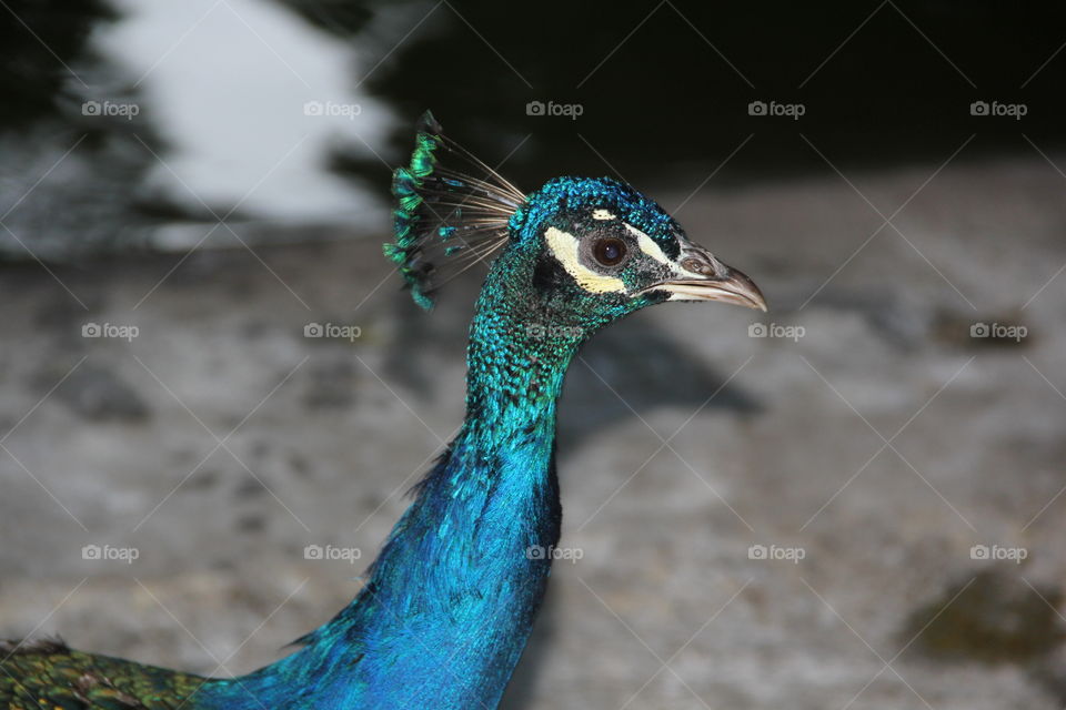 Peacock /Pfau