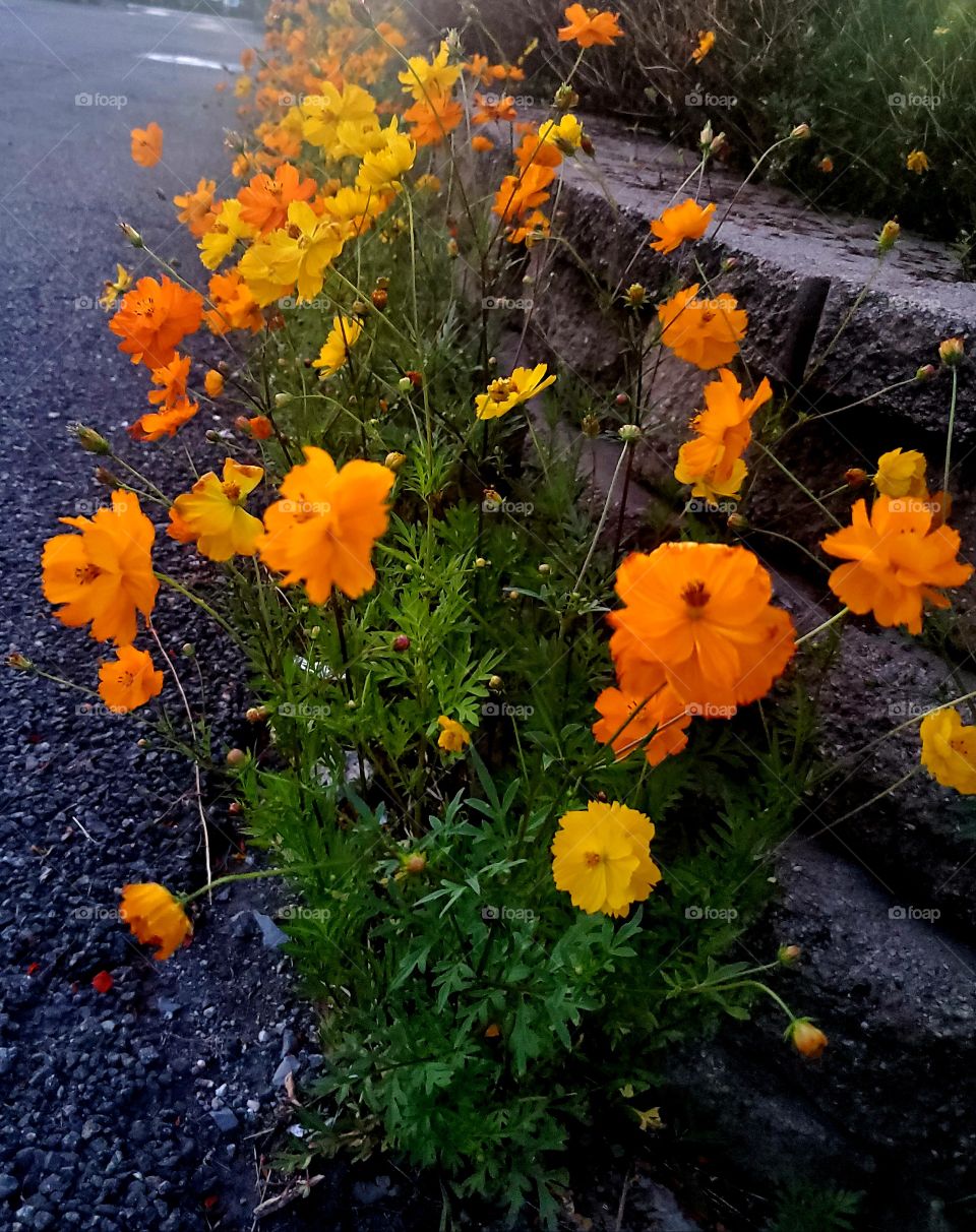 Beautiful Orange Flowers Growing Through Concrete