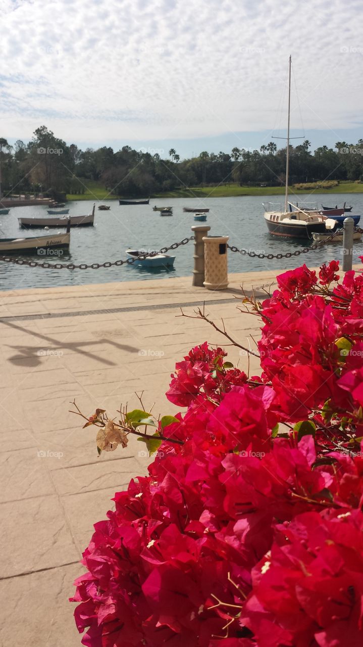 Harbor & Foliage