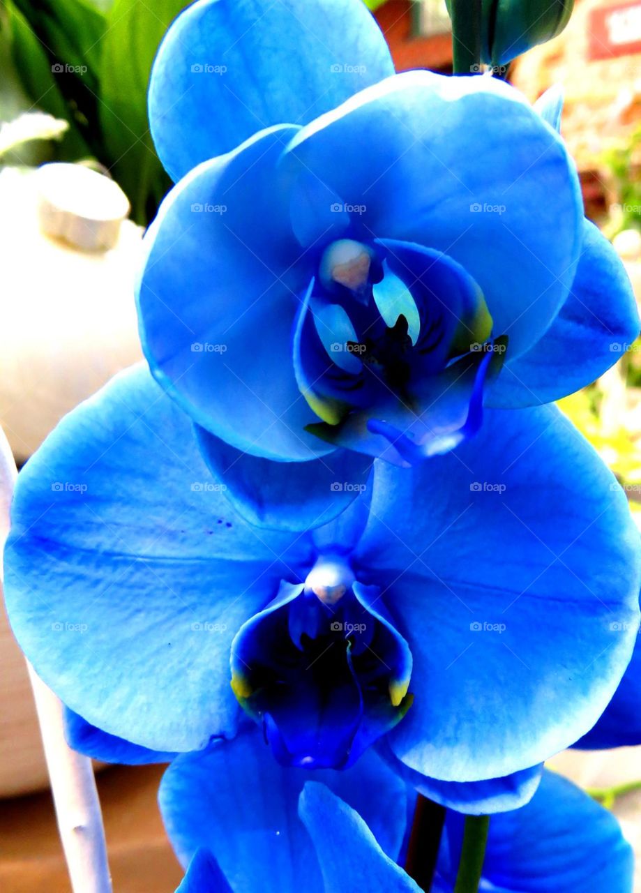 Indigo orchid