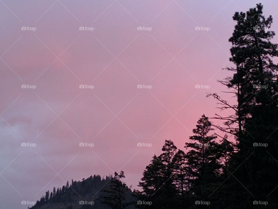 sunset in the fir trees